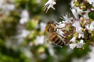 Image of a bee