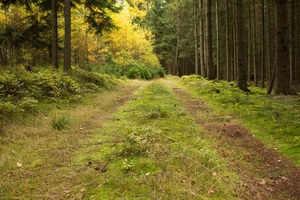 A mossy road