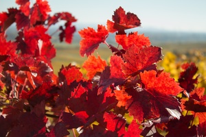 Image of red wine leaves