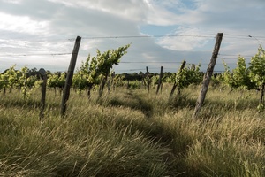 A wineyard