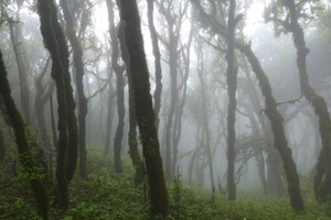 Rainforest on La Gomera